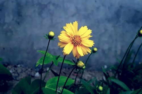 flower yellow flower yellow