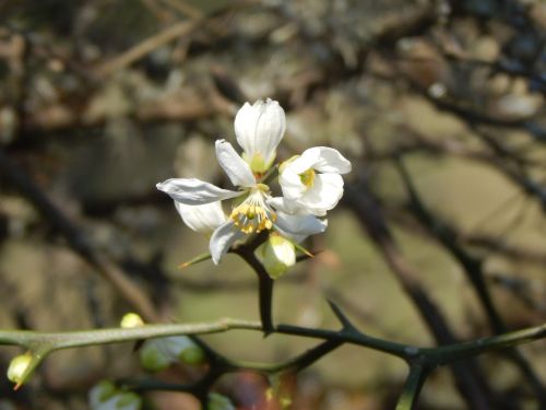 flower white orange blossom