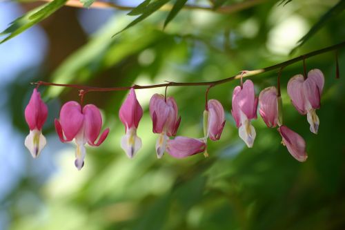 flower plant nature