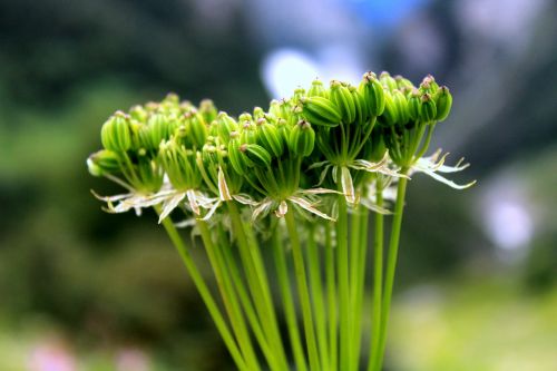 flower nature green