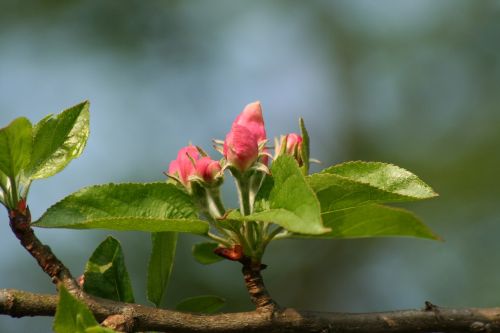 flower bloom blossom