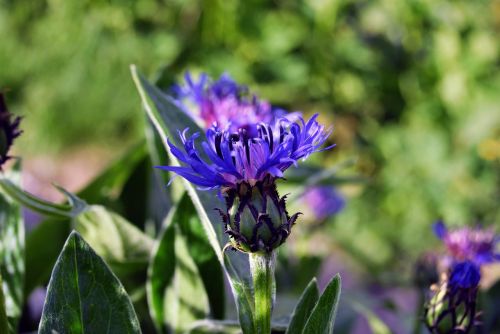 flower plant bloom