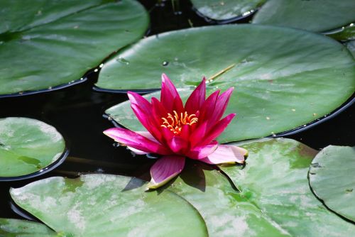 flower water lily plant