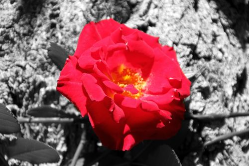 flower rossa red flower