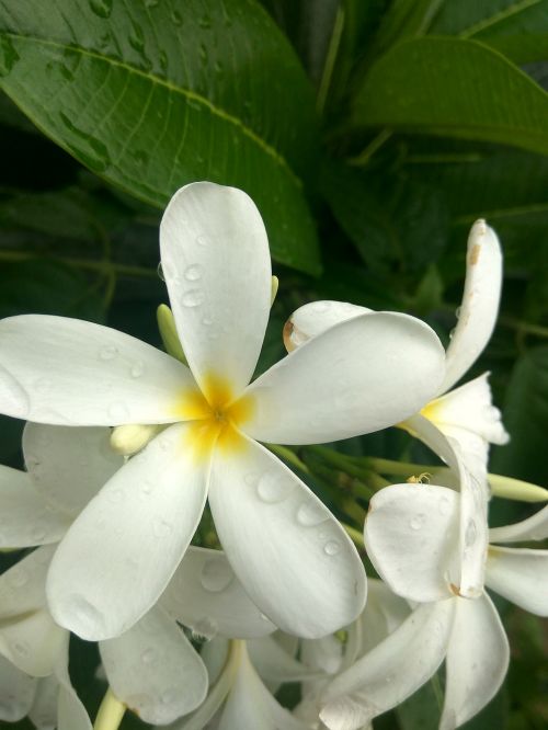 flower white plant