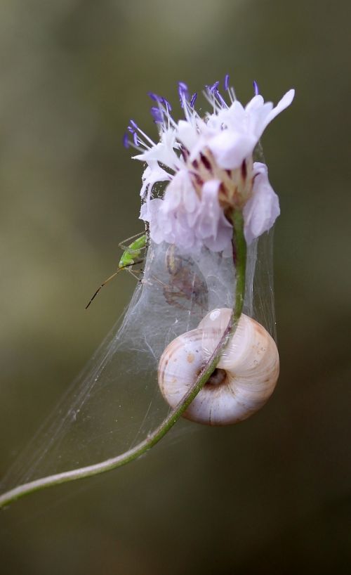 flower snail spider web