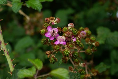 flower nature woods