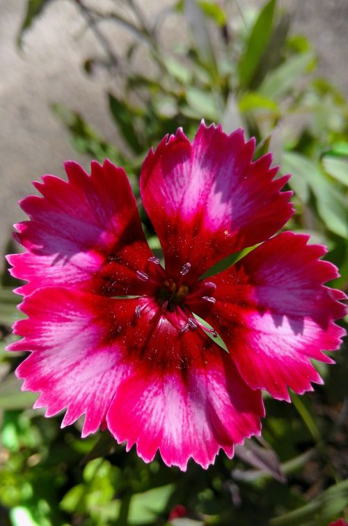 flower daisy plant