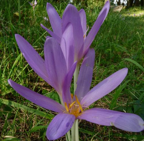 flower plant nature