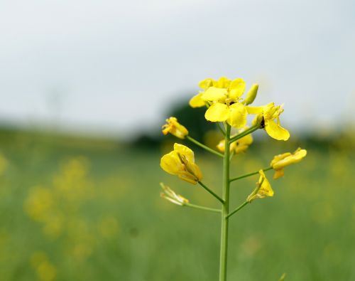 flower nature background