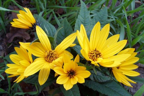 flower yellow nature