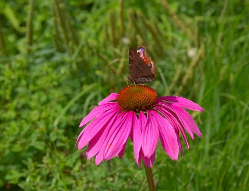 flower pink blossom