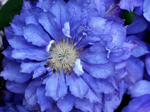 flower bloom plant