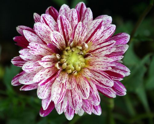 flower bloom plant