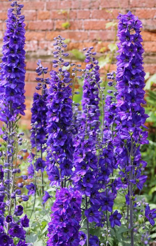 flower bloom plants