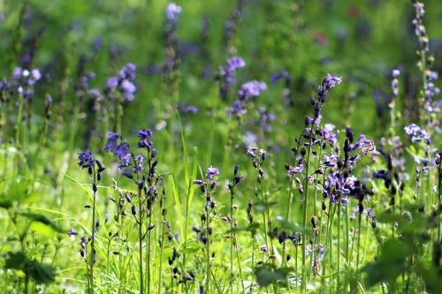 flower bloom plants