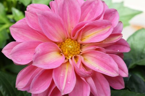 flower dalia floral