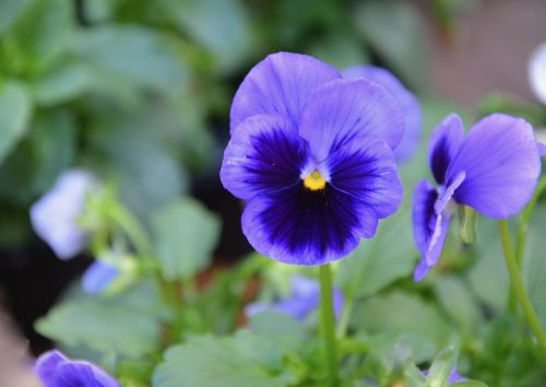 flower plant flowers