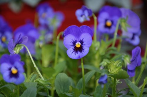 flower flowers blue purple