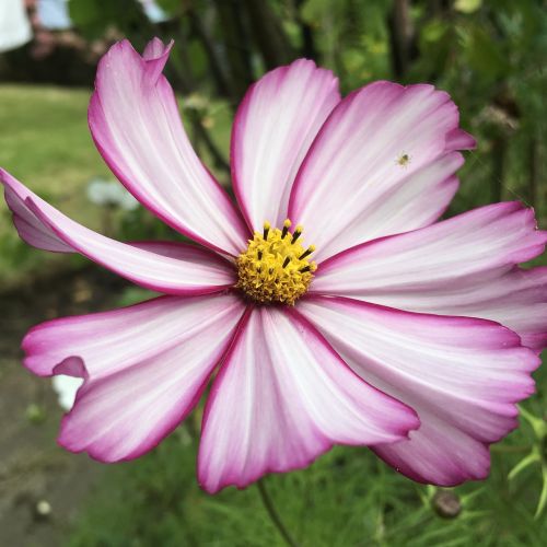 flower purple garden