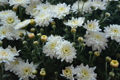 flower flowers pompenettes white
