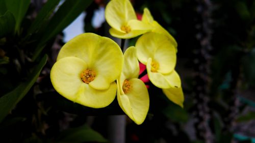 flower yellow belize