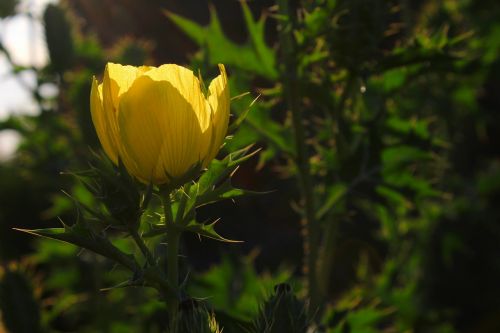 flower yellow garden