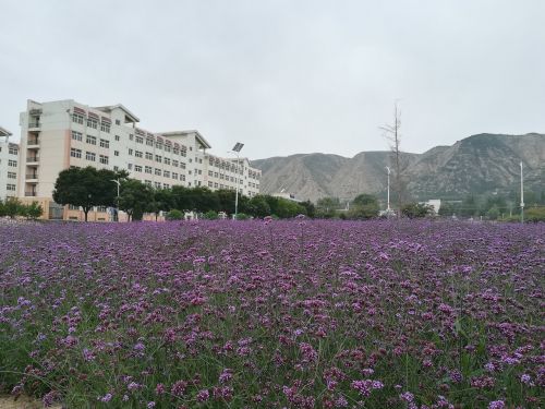 flower sea of flowers campus