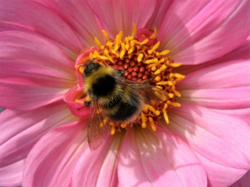 flower insect bee