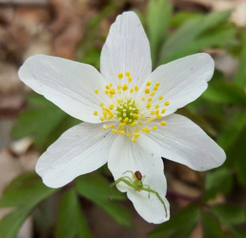 flower spider white flower