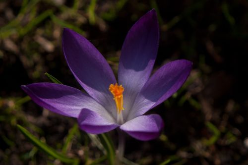 flower macro nature