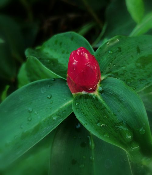 flower red nature