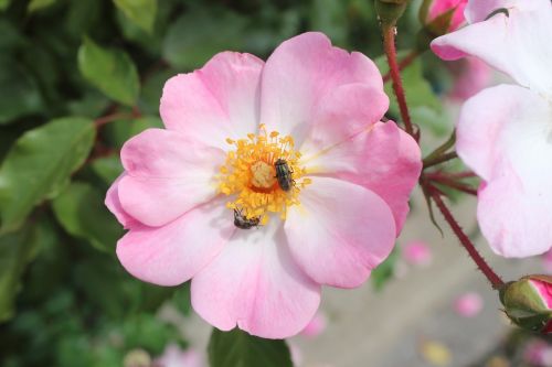 flower bee pink
