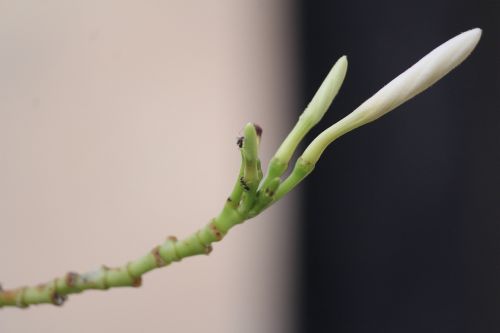 flower white bud