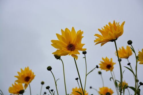 flower yellow flowers stems