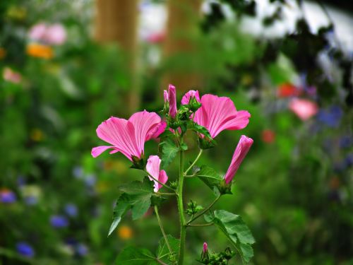 flower meadow pink