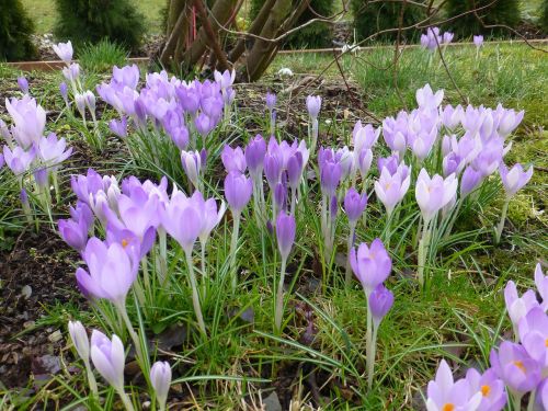 flower spring purple