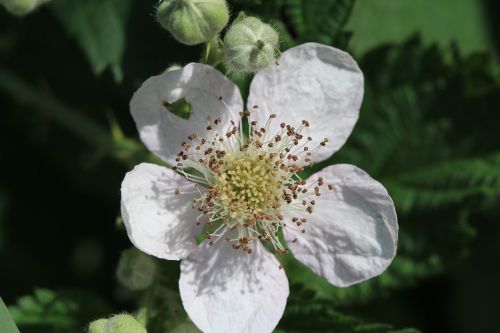 flower flowers nature