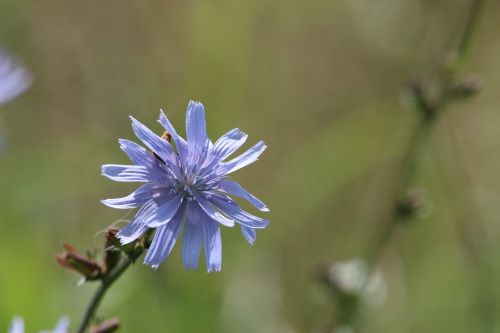 flower flowers nature