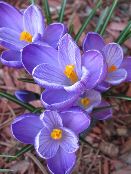 flower crocus purple