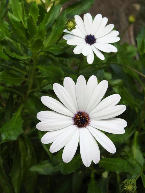 flower white white flower