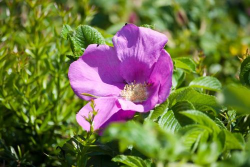 flower flowers summer