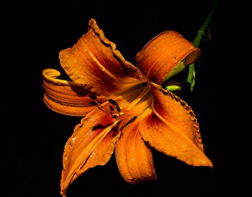 flower orange macro