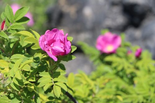 flower plant nature