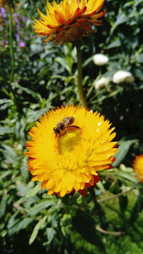 flower bee yellow