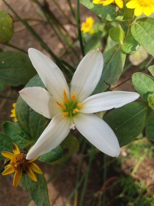 flower image grass