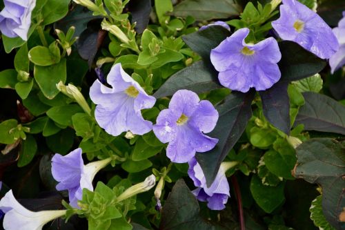 flower purple flowers nature