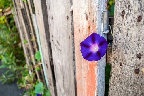 flower purple flower bindweed