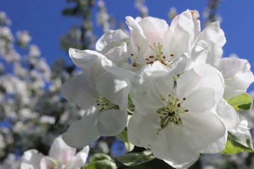 flower white white flowers