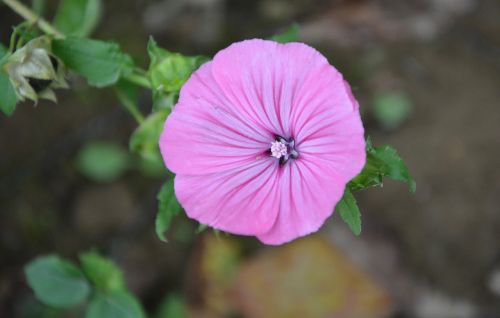 flower purple flower purple flowers